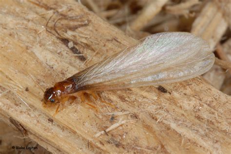 photos of subterranean termites